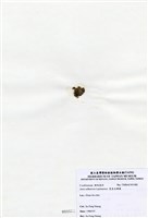 藏品(寬角叉珊藻)的圖片